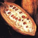 Lusk s kakaovými boby