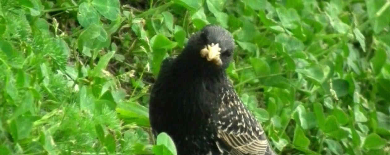 DOBÍT BATERKY PROSÍM