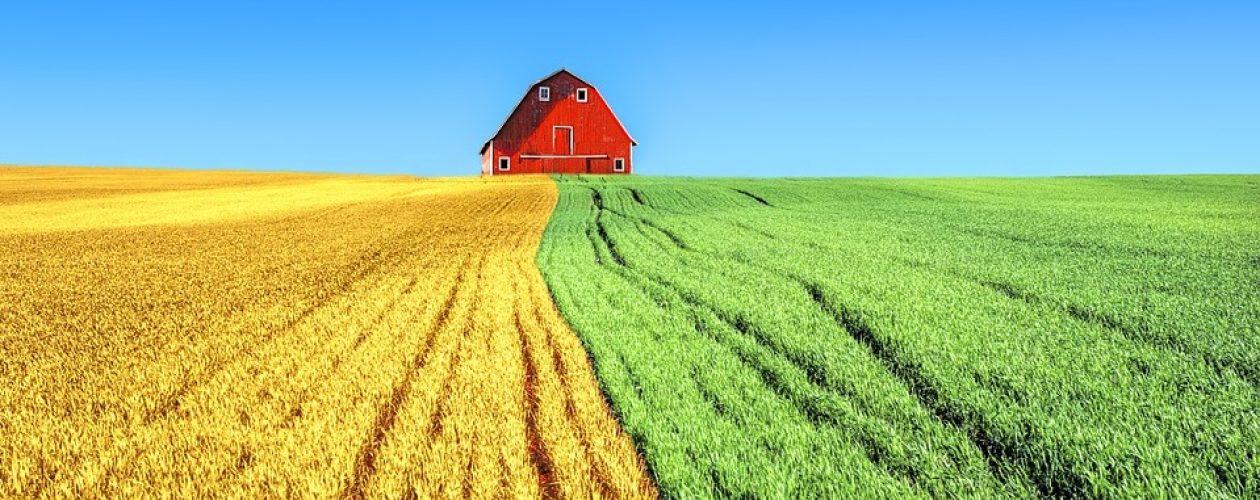 Dělení se nejlepším zrnem