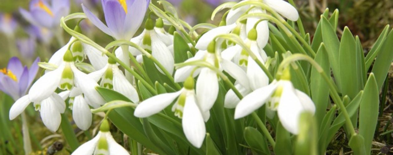 HOMO LÉKUS – ČLOVĚK OTRÁVENÝ. Povstaňme na JAŘE s&nbsp;květy.