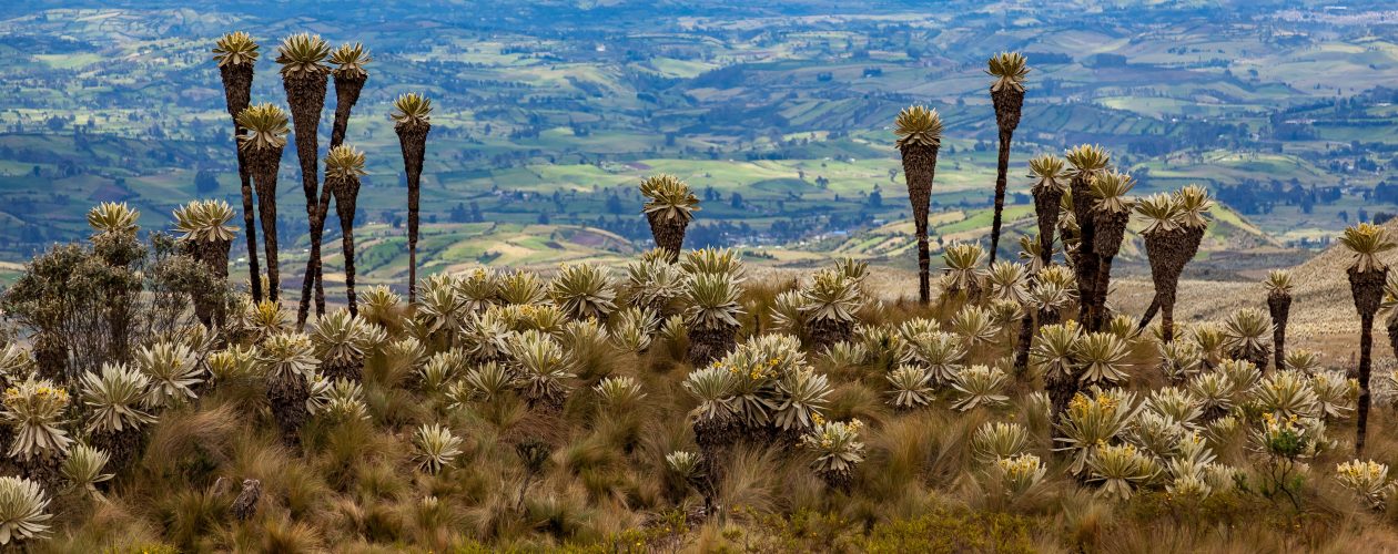 JAK  MALÉ HOUSENKY V&nbsp;PERU CHTĚJÍ POMOCI ZACHRÁNIT NAŠI PLANETU. 