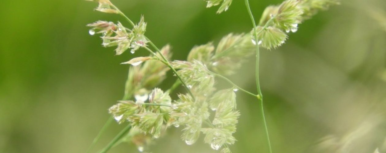 O horalu a&nbsp;počasí