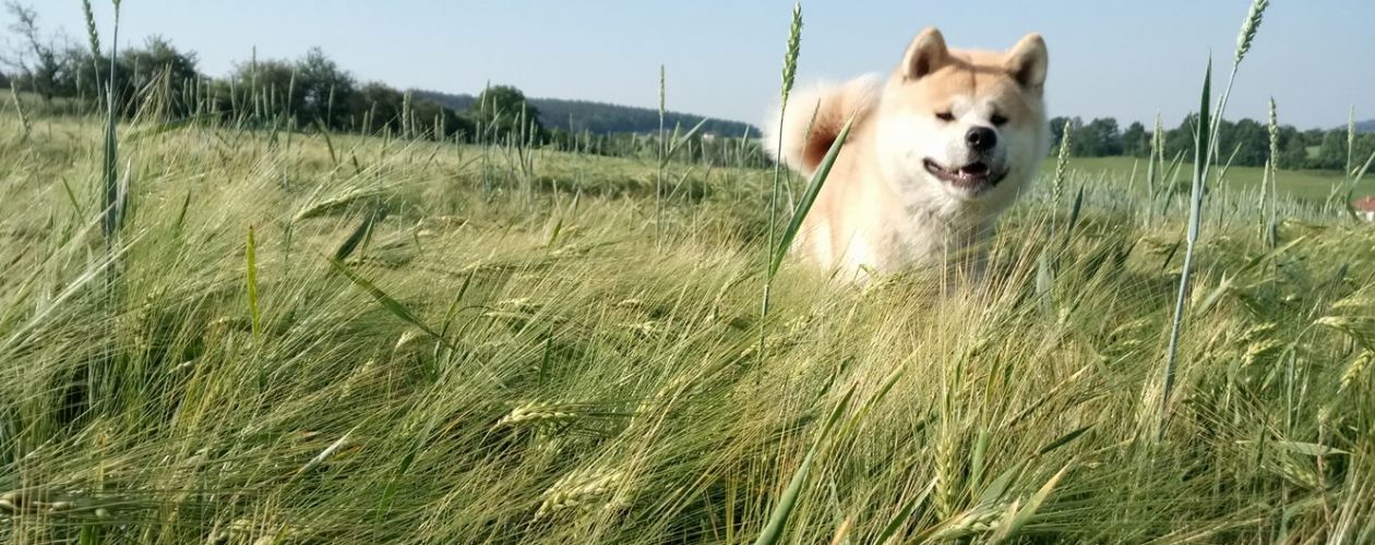 Dračí krev pro psy