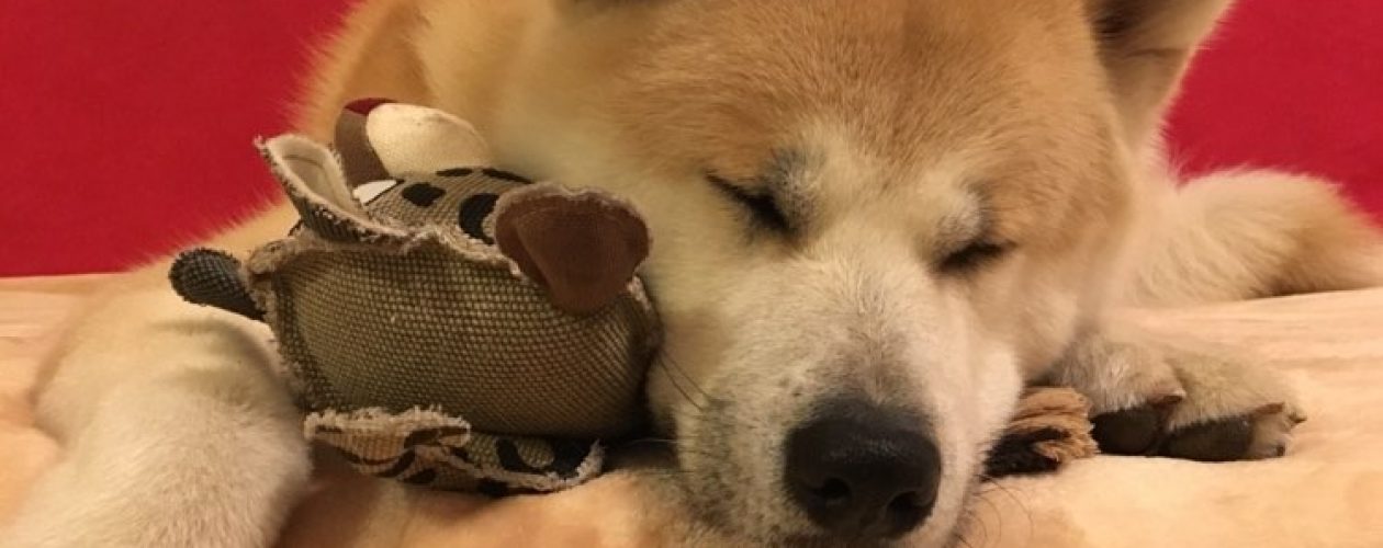 Maca Maka Original Uncaria a&nbsp;použití u&nbsp;psů